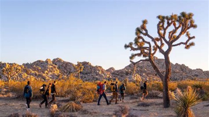 How old is the joshua tree